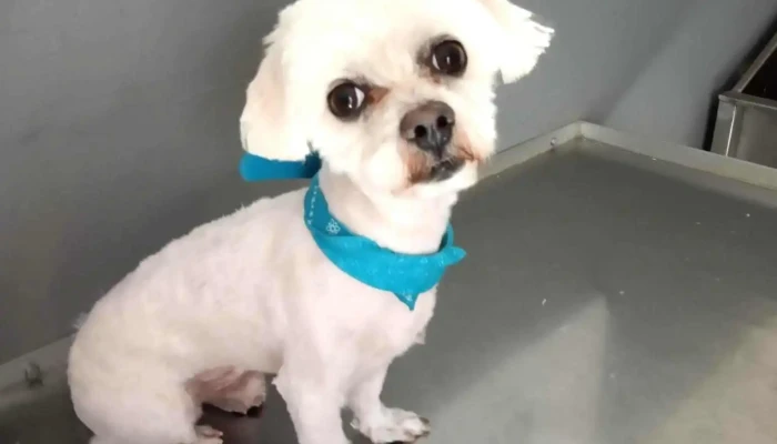 Amalia -Veterinaria y Hotel de gatos- - Dr. Joaquín Requena Esq