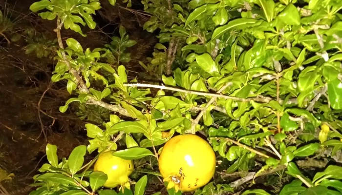 Amostar Garden -  Comentario 4 - San Jacinto