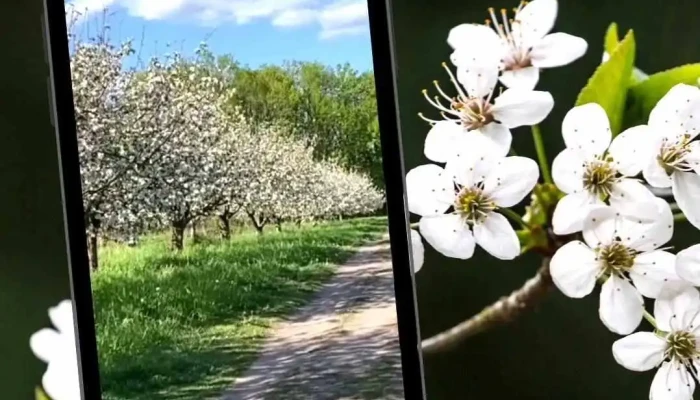 Ana Karina Godoy Vagner -  Videos - Salto