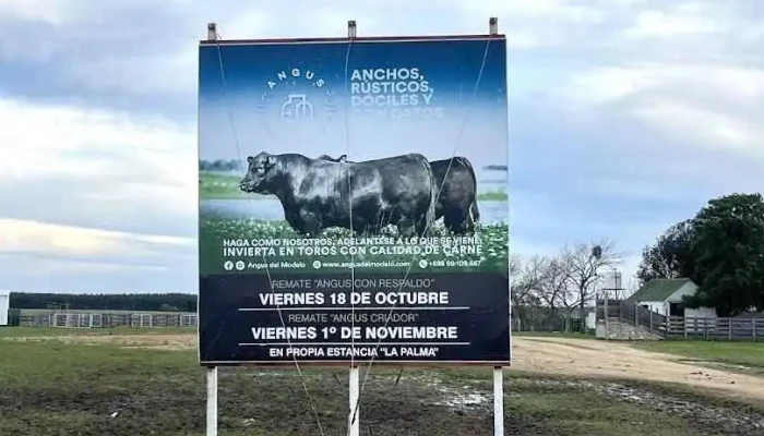 Angus del Modelo - Montevideo