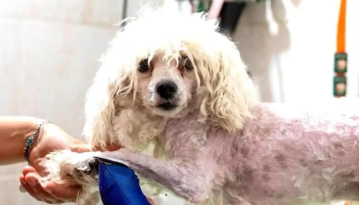 Animalia - 97000 Durazno