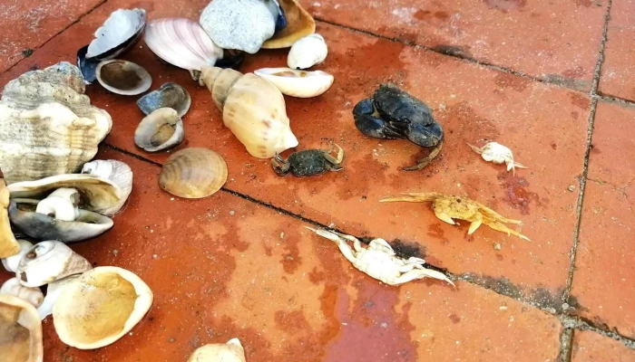 Apartamentos Alborada -  Comida Y Bebida - La Paloma