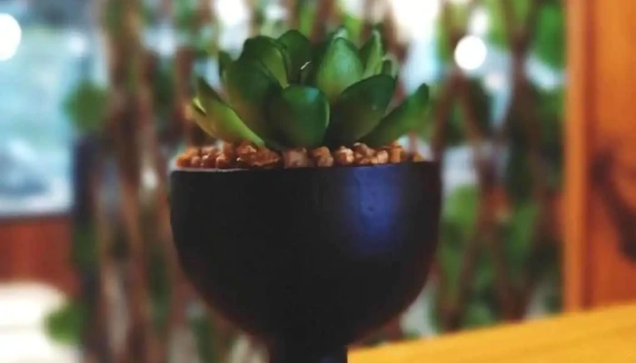 Arilurestocafe Recientes - José Pedro Varela