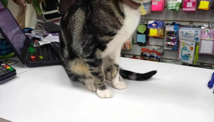 Arroz Con Leche -  Interior - Florida