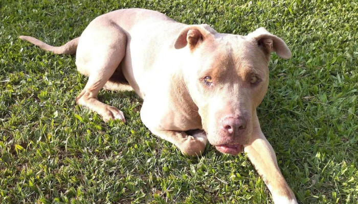 AsistVet - 11100 Montevideo