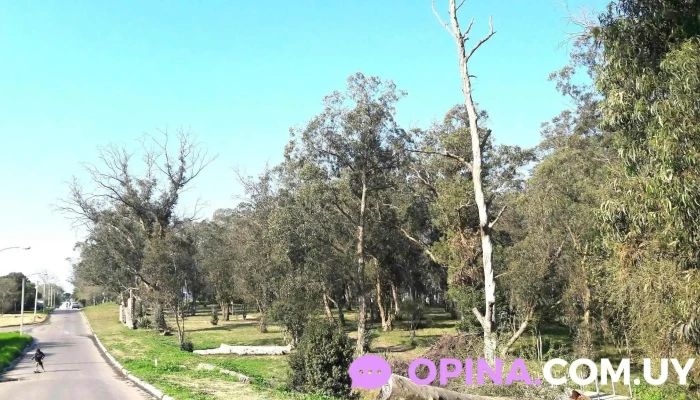 Asti Propiedades -  Catalogo - Montevideo