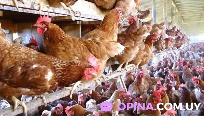 Avícola Martínez Moreno - 91800 Tala