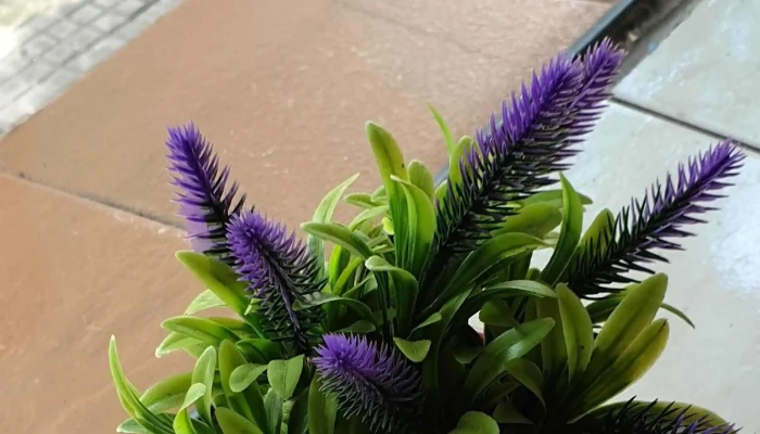 Bar Gula -  Comentario 4 - Montevideo