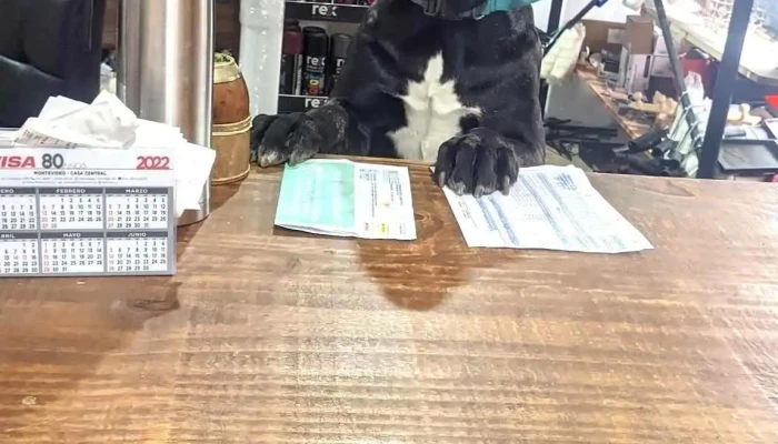 Bar Lo De Pablo -  Todo - Montevideo