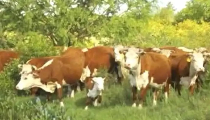 Bardier Odriozola Srl Ubicacion - Durazno