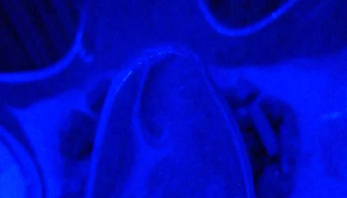 Beemm Ii -  Comentario 8 - Montevideo