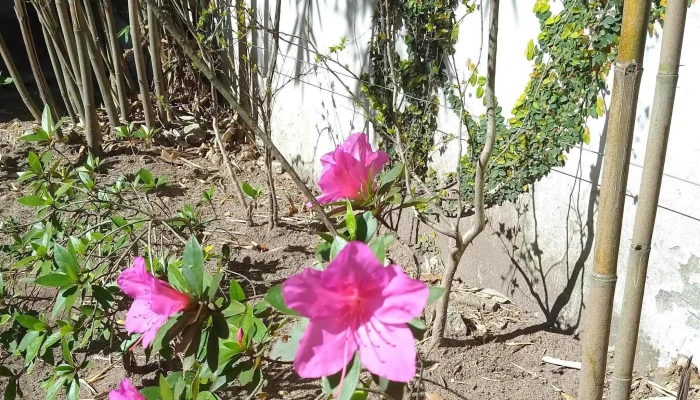 Biblioteca Maria Vittori Fotos - Montevideo