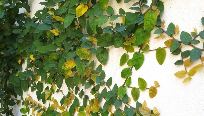 Biblioteca Maria Vittori Horario - Montevideo