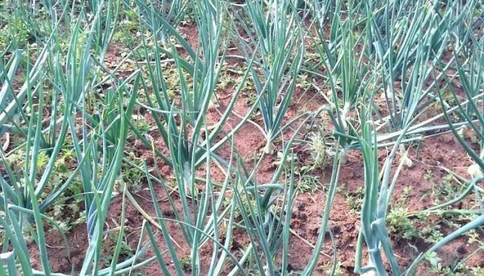 Blanquillo - Blanquillo