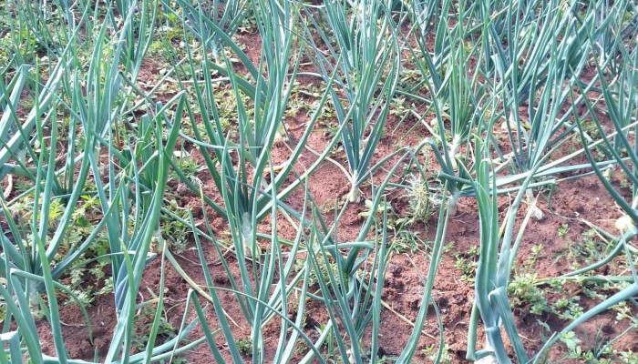 Blanquillo -  Todo - Blanquillo