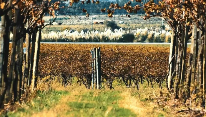 Bodega Pablo Fallabrino -  Del Propietario - Estación Atlántida