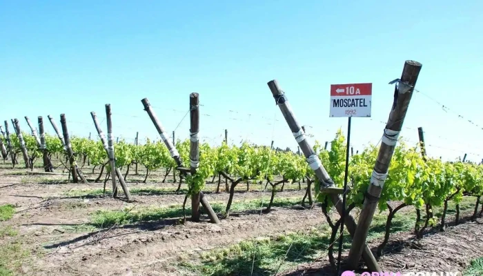 Bodega Rosés - Sauce Bodega Rosés - Sauce