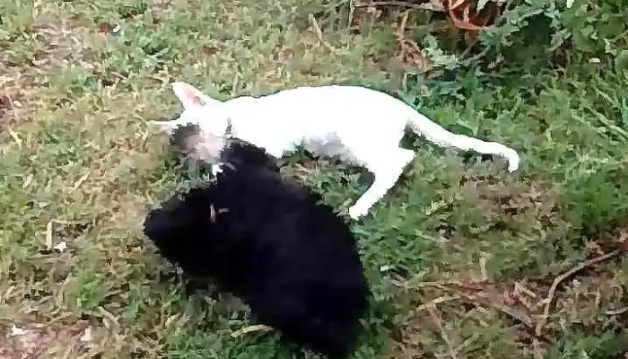 Bodega Roses Videos - Sauce