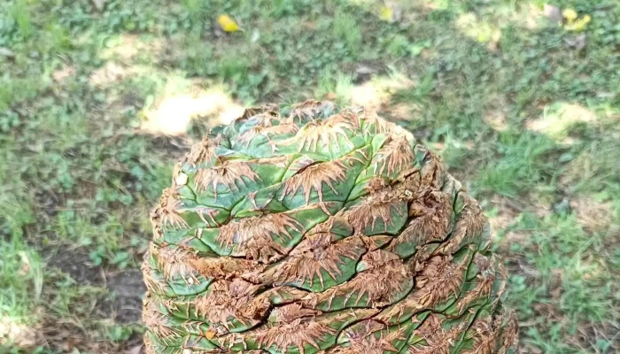 Bodega Spinoglio -  Comentario 7 - Montevideo