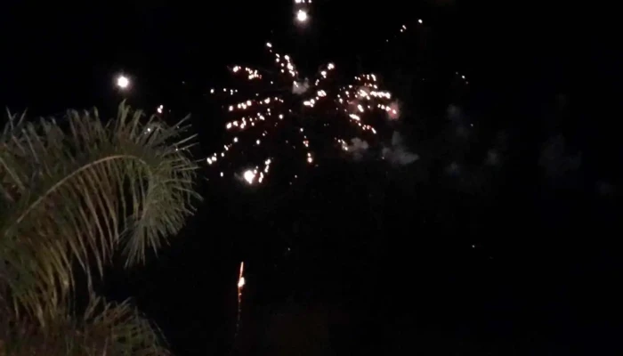 Bonsai -  Videos - Salto