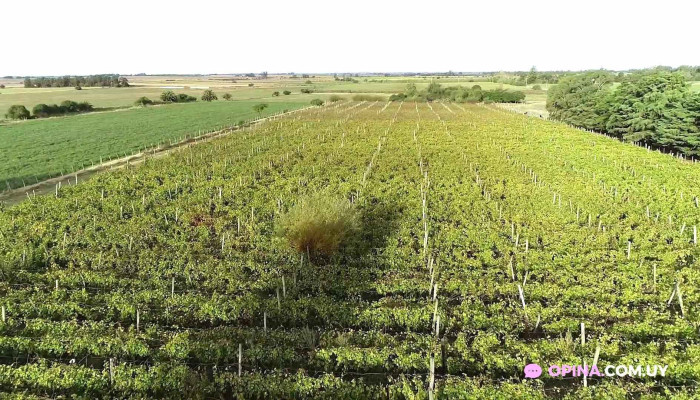 Bruja Averias Vinoteca Gourmet Videos - San Jos&eacute; de Mayo
