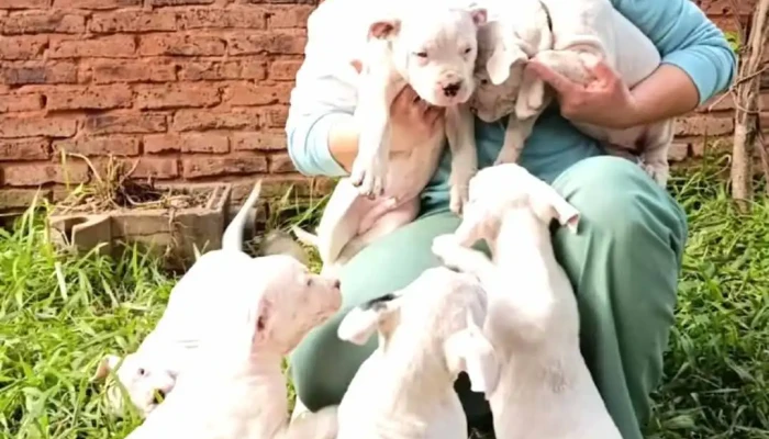 Bruna Baptista Veterinaria - 55000 Artigas