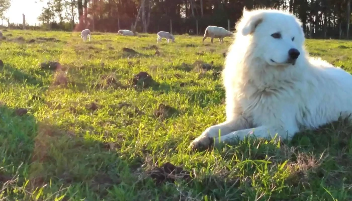 Cabana El Camino Campo - Canelones