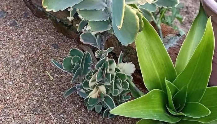 Cactus El Bosque - 15700 Toledo