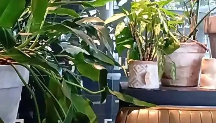 Cafe Golf Videos - Montevideo