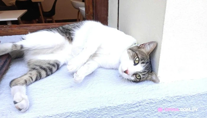 Cafe Paulette Del Propietario - Col. del Sacramento