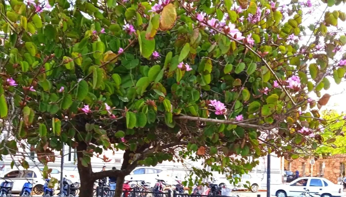 Cafe Y Canela Uruguay Comentario 5 - Maldonado