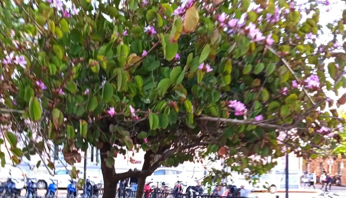 Cafe Y Canela Uruguay Comentario 6 - Maldonado