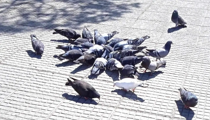 Cafe Y Canela Uruguay Comentario 7 - Maldonado