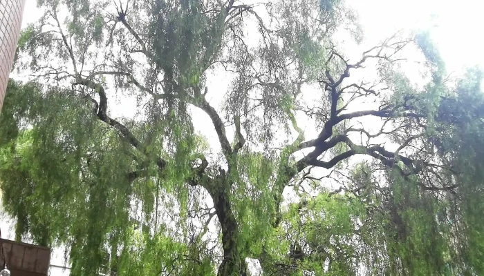 Cafeteria De La Torre Comentario 3 - Montevideo