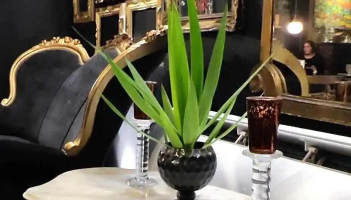 Caffelatte Bistro Recientes - Atlántida