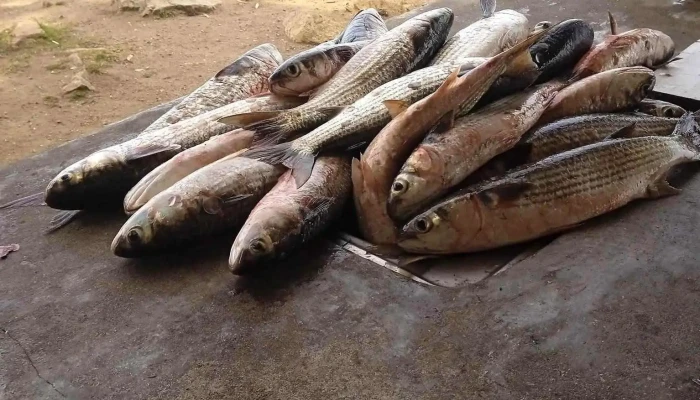 Camping municipal Puerto Los Botes - Puerto De Los Botes