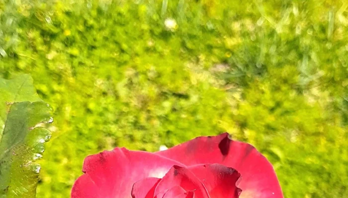 Campus Deportivo Colegio Nuestra Senora Del Huerto Puntaje - Pando