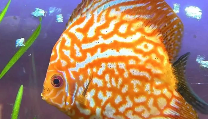 Cane Bb Comida Y Bebida - Montevideo