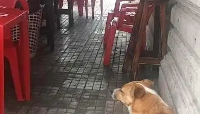 Carrito Chivi -  Todas - Carmelo