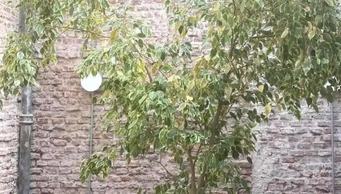 Casa Berracos -  Ambiente - Montevideo