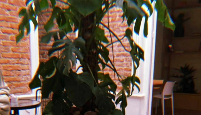 Casa Berracos -  Comentario 4 - Montevideo