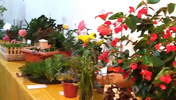 Casa De La Cultura -  Como Llegar - Minas