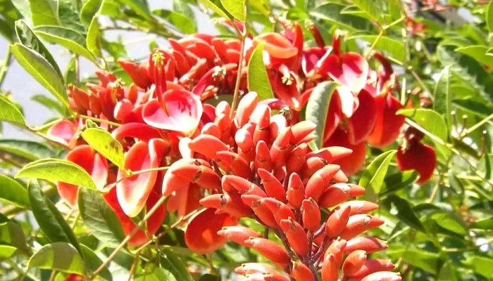 Cavanni -  Helados Artesanales Comentario 12 - Mercedes