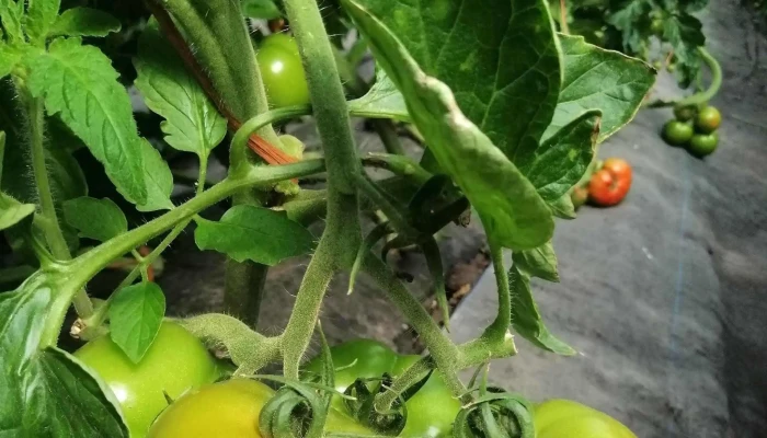 Centro Esperanza Young -    Cady Catalogo - Young