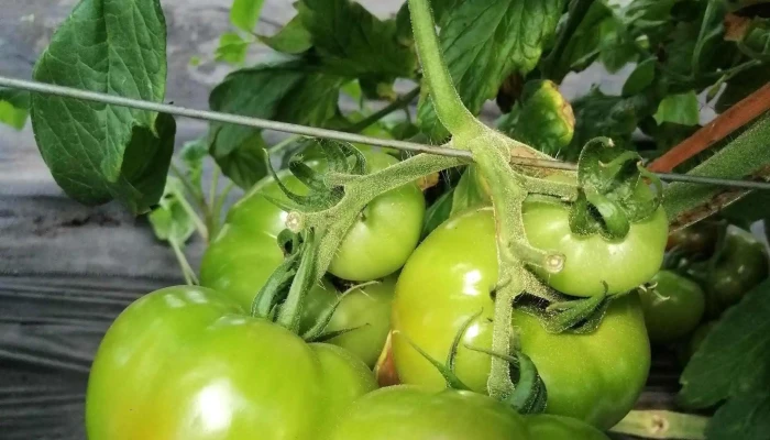 Centro Esperanza Young -    Cady Instagram - Young