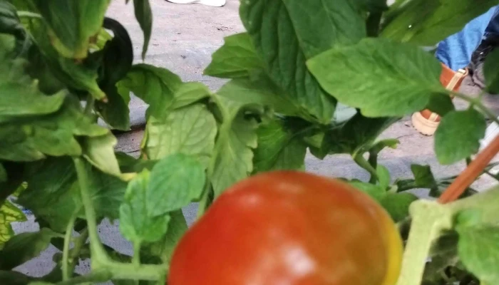 Centro Esperanza Young -    Cady Telefono - Young