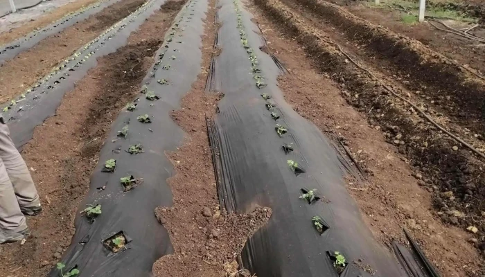 Centro Esperanza Young -    Cady Young - Young