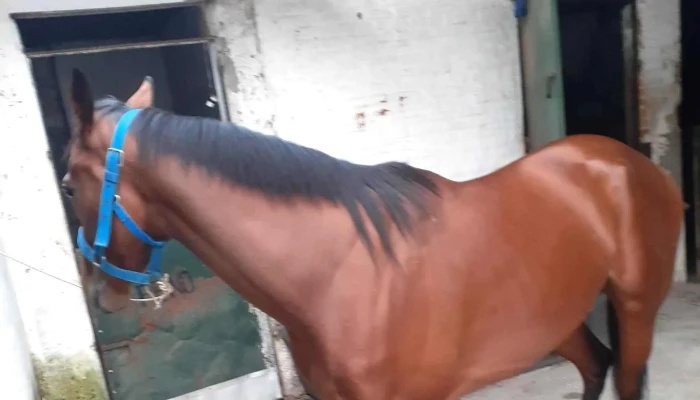 Centro Maronas Como Llegar - Montevideo