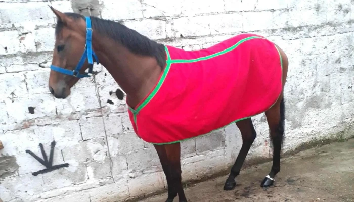 Centro Maroñas - Montevideo