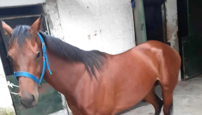 Centro Maronas Telefono - Montevideo